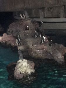 penguins at the new england aquarium