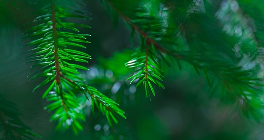 EMEA Blog evergreen
