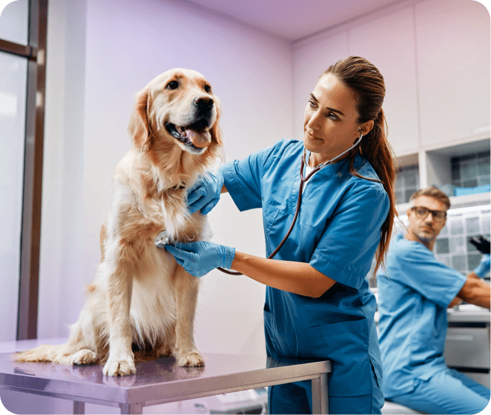 Insurance Lines Overview Hero Pet
