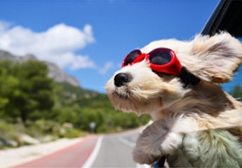 Assurance animaux de compagnie »