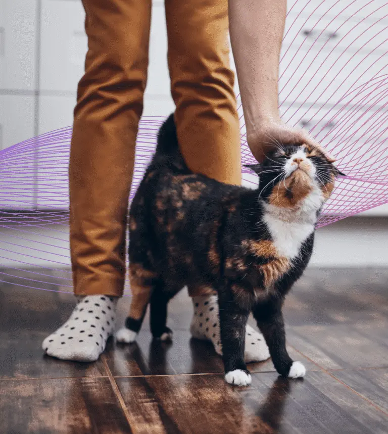 Pets 768x859 1