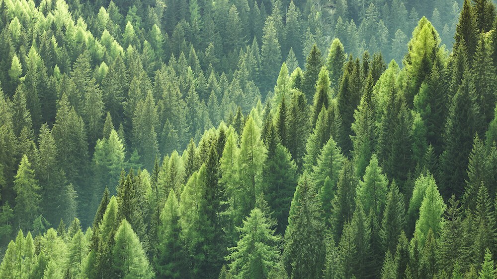 les arbres de Duck Creek