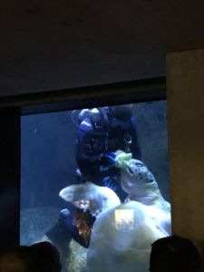 a giant sea turtle at the new england aquarium